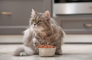 Топ гипоаллергенных кормов для кошек