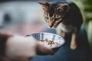 Чем заменить корм для стерилизованных кошек?