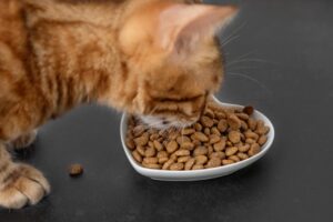 Для чего нужен таурин в кормах для кошек? Разбираем роль важной аминокислоты в питании питомца